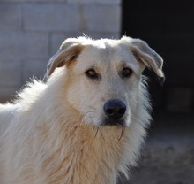 BRAD, Hund, Deutscher Schäferhund-Mix in Spanien - Bild 1