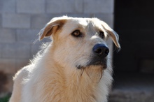 BRAD, Hund, Deutscher Schäferhund-Mix in Spanien - Bild 10