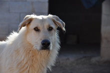 BRAD, Hund, Deutscher Schäferhund-Mix in Spanien - Bild 11