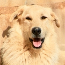 BRAD, Hund, Deutscher Schäferhund-Mix in Spanien - Bild 12