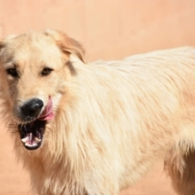 BRAD, Hund, Deutscher Schäferhund-Mix in Spanien - Bild 13
