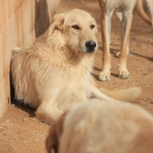 BRAD, Hund, Deutscher Schäferhund-Mix in Spanien - Bild 19