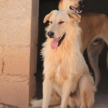 BRAD, Hund, Deutscher Schäferhund-Mix in Spanien - Bild 26