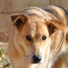 BRISA, Hund, Deutscher Schäferhund-Mix in Spanien - Bild 1