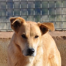 BRISA, Hund, Deutscher Schäferhund-Mix in Spanien - Bild 10