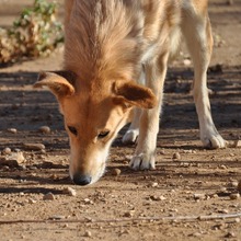 BRISA, Hund, Deutscher Schäferhund-Mix in Spanien - Bild 17
