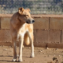 BRISA, Hund, Deutscher Schäferhund-Mix in Spanien - Bild 18