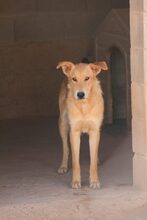 BRISA, Hund, Deutscher Schäferhund-Mix in Spanien - Bild 22