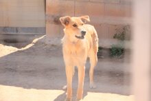 BRISA, Hund, Deutscher Schäferhund-Mix in Spanien - Bild 23