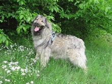 FLAVIA, Hund, Herdenschutzhund in Bad Karlshafen - Bild 2
