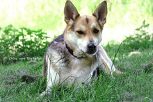 CHLOE, Hund, Mischlingshund in Bad Karlshafen - Bild 1
