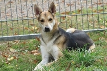 CHLOE, Hund, Mischlingshund in Bad Karlshafen - Bild 2