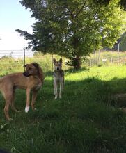 CHLOE, Hund, Mischlingshund in Bad Karlshafen - Bild 3