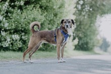 ZIMA, Hund, Mischlingshund in Bad Karlshafen - Bild 1