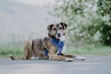 ZIMA, Hund, Mischlingshund in Bad Karlshafen - Bild 2