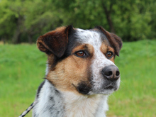 LUCKY, Hund, Mischlingshund in Bornheim - Bild 10