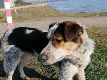 LUCKY, Hund, Mischlingshund in Meerbusch - Bild 11