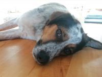 LUCKY, Hund, Mischlingshund in Bornheim - Bild 13