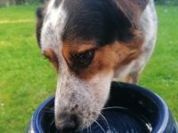 LUCKY, Hund, Mischlingshund in Bornheim - Bild 15