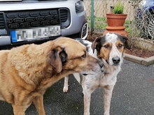 LUCKY, Hund, Mischlingshund in Bornheim - Bild 2
