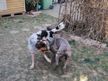 LUCKY, Hund, Mischlingshund in Bornheim - Bild 3