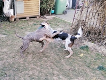 LUCKY, Hund, Mischlingshund in Bornheim - Bild 4