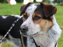 LUCKY, Hund, Mischlingshund in Bornheim - Bild 6
