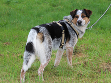 LUCKY, Hund, Mischlingshund in Bornheim - Bild 8