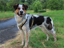 LUCKY, Hund, Mischlingshund in Bornheim - Bild 9