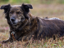 KIRO, Hund, Mischlingshund in Mömbris - Bild 2