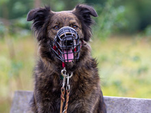 KIRO, Hund, Mischlingshund in Mömbris - Bild 3