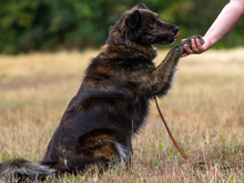 KIRO, Hund, Mischlingshund in Mömbris - Bild 6
