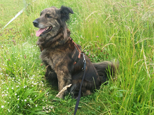 KIRO, Hund, Mischlingshund in Mömbris - Bild 9