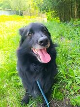 BENJI, Hund, Mischlingshund in Slowakische Republik - Bild 10