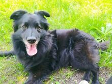 BENJI, Hund, Mischlingshund in Slowakische Republik - Bild 3