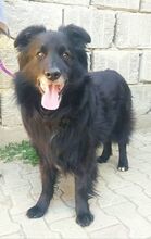 BENJI, Hund, Mischlingshund in Slowakische Republik - Bild 5