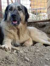 ZIVAEMELY, Hund, Mischlingshund in Türkei - Bild 2