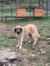 ZIVAEMELY, Hund, Mischlingshund in Türkei - Bild 5