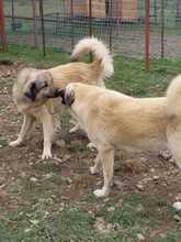 ZIVAEMELY, Hund, Mischlingshund in Türkei - Bild 7