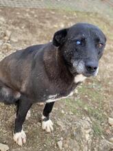 OKIRI, Hund, Mischlingshund in Türkei - Bild 5