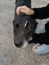 OKIRI, Hund, Mischlingshund in Türkei - Bild 8