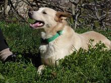 BUZZ, Hund, Mischlingshund in Spanien - Bild 3