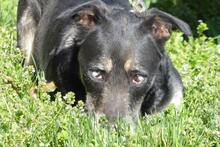 FOSCA, Hund, Mischlingshund in Spanien - Bild 2