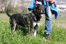 FOSCA, Hund, Mischlingshund in Spanien - Bild 8