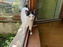 SPOTTY, Katze, Hauskatze in Gundersheim - Bild 10