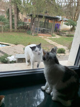 SPOTTY, Katze, Hauskatze in Gundersheim - Bild 4