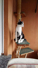 PAVAROTTI, Katze, Hauskatze in Gundersheim - Bild 3