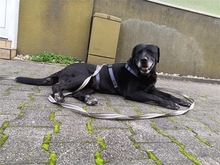 BUDDY, Hund, Labrador-Mix in Bergkamen - Bild 2