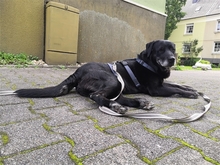 BUDDY, Hund, Labrador-Mix in Bergkamen - Bild 4