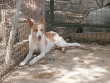 WALLY, Hund, Podenco in Spanien - Bild 1